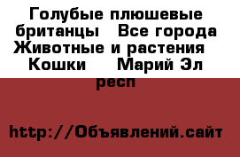 Голубые плюшевые британцы - Все города Животные и растения » Кошки   . Марий Эл респ.